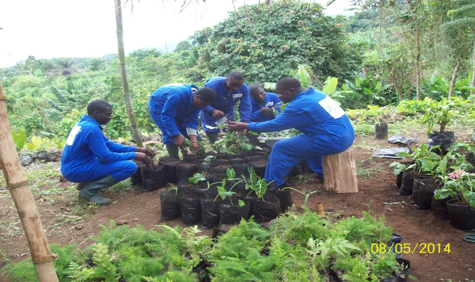 About Africa Green Farms