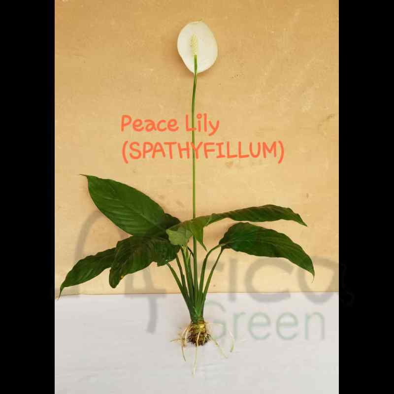 Spathyfillum (PEACE LILY)