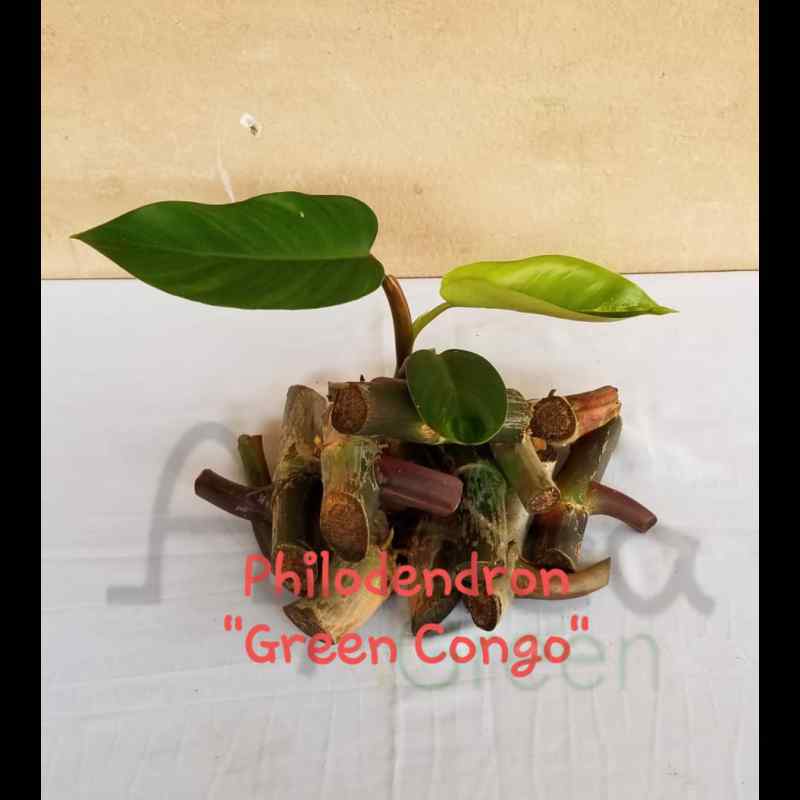 Philodendron (Green Congo)